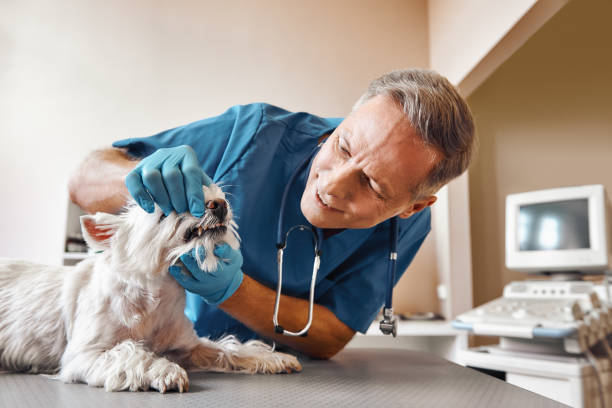 Best Pediatric Emergency Dentist in Cordaville, MA